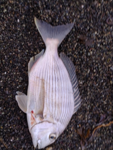 ヘダイの釣果