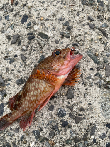 カサゴの釣果