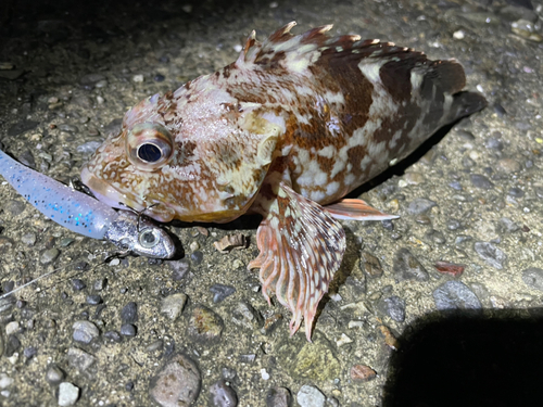 カサゴの釣果