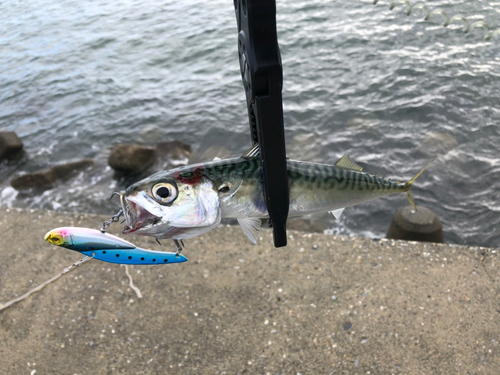 サバの釣果