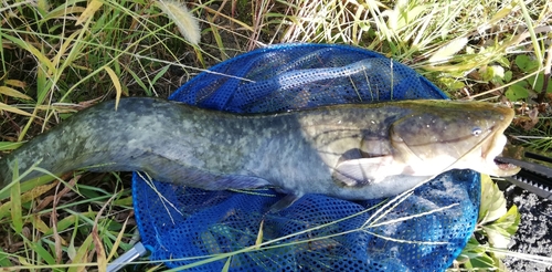 マナマズの釣果