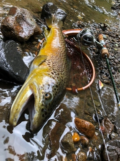 ブラウントラウトの釣果