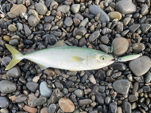 ワカシの釣果