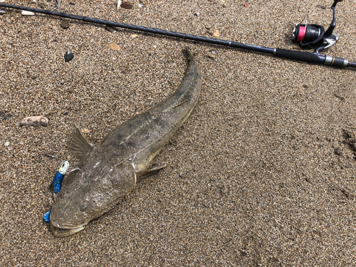 マゴチの釣果