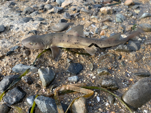 サメの釣果