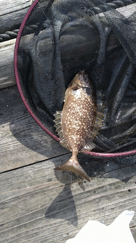 アイゴの釣果