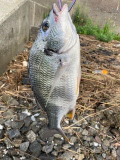 キビレの釣果