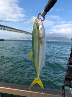 ツバスの釣果