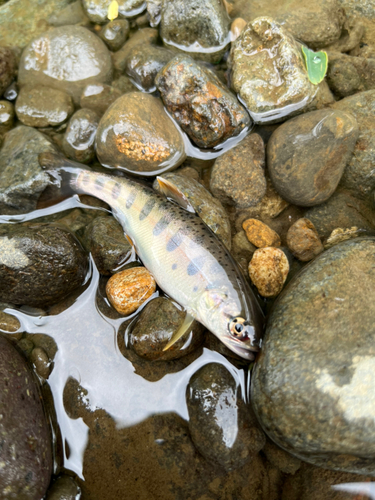 ヤマメの釣果