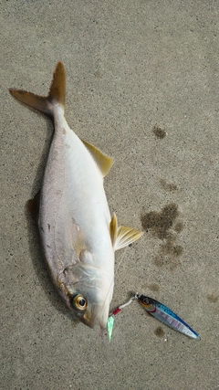 ショゴの釣果