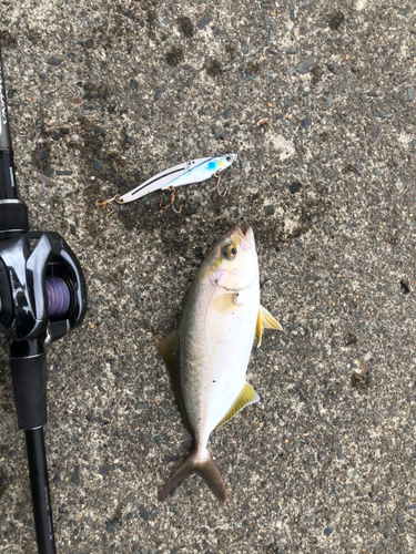 ショゴの釣果