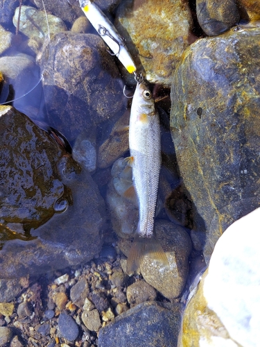 ウグイの釣果