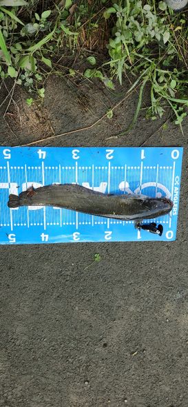 ナマズ