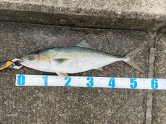 ハマチの釣果