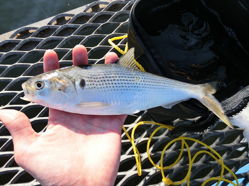 コノシロの釣果