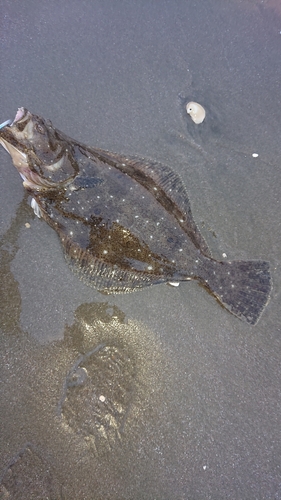 ヒラメの釣果