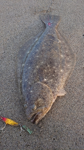 ヒラメの釣果