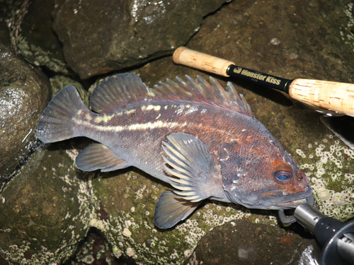 シマゾイの釣果