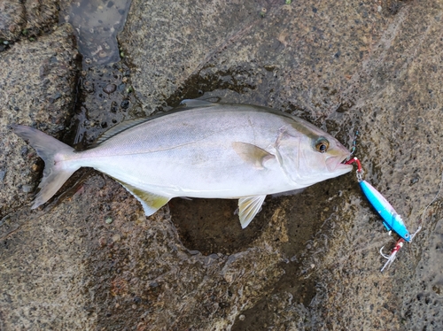 ショゴの釣果