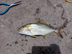 ショゴの釣果