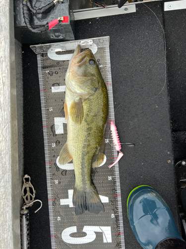 ブラックバスの釣果