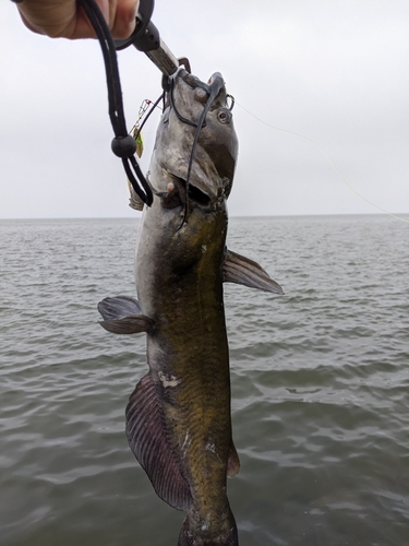 アメリカナマズの釣果