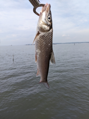 ニゴイの釣果