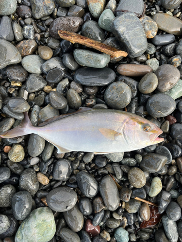 ショゴの釣果