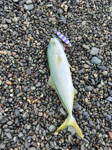 ワカナゴの釣果