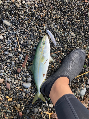 ワカシの釣果