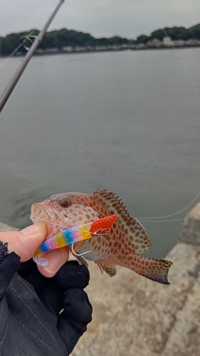 オオモンハタの釣果