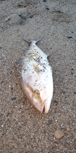 カンパチの釣果