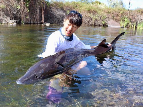 チョウザメの釣果