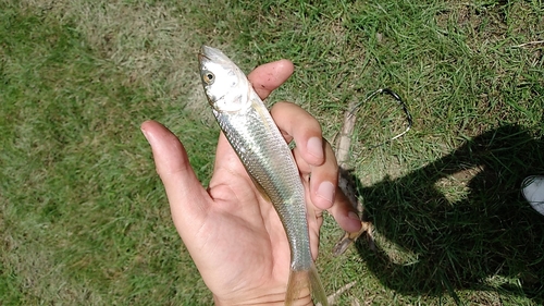 ハスの釣果