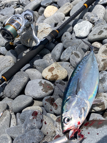 ソウダガツオの釣果