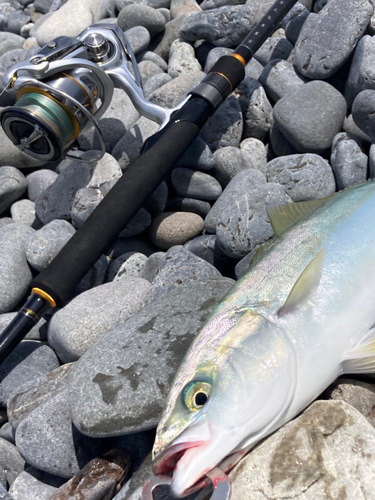 ワカナゴの釣果