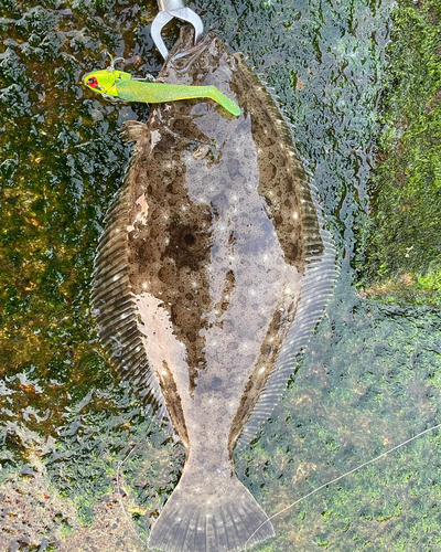 ヒラメの釣果