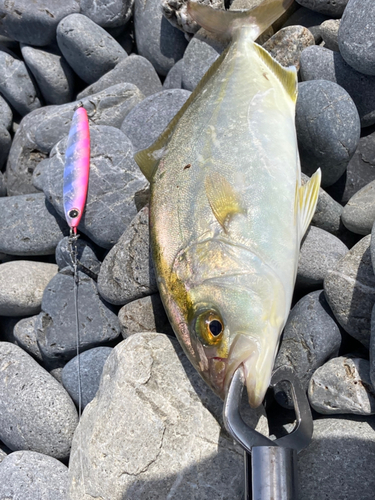 ショゴの釣果