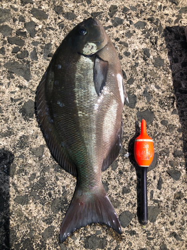 グレの釣果