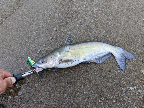 アメリカナマズの釣果