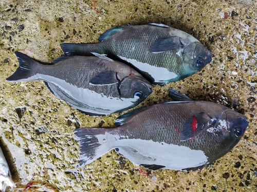 クロの釣果