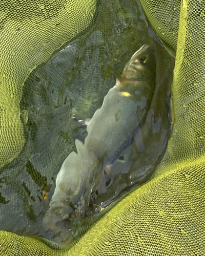 アユの釣果