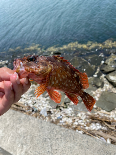 カサゴの釣果