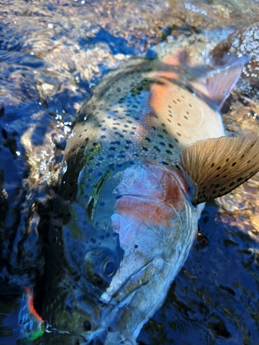 ニジマスの釣果