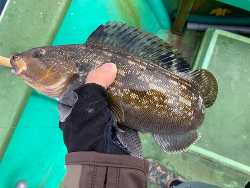 アイナメの釣果