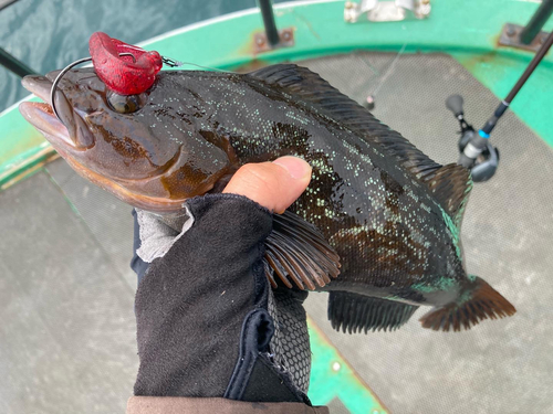 アイナメの釣果