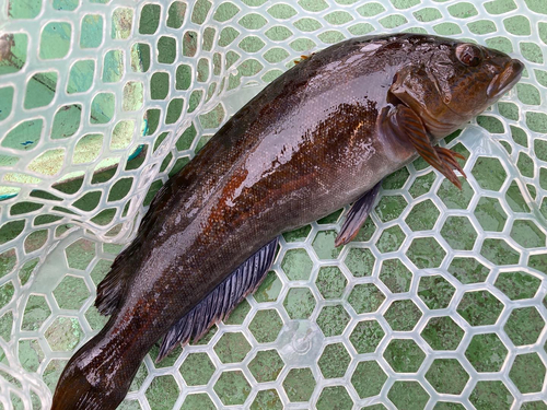 アイナメの釣果