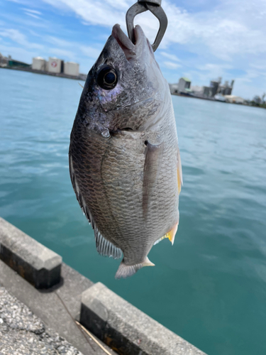 キチヌの釣果