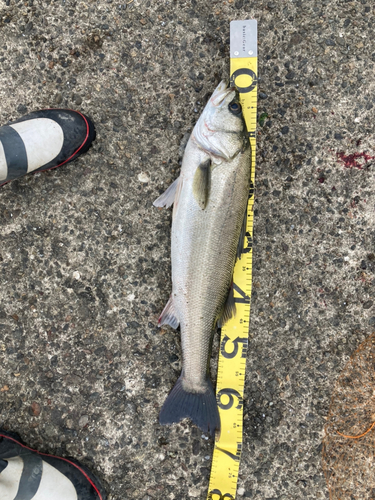 シーバスの釣果