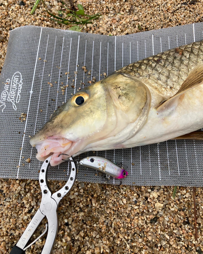 ニゴイの釣果